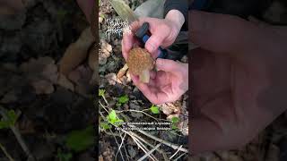 Мы так и не поняли, сморчки ядовитые? Их нужно отваривать? #сморчки #mushroom #fungi