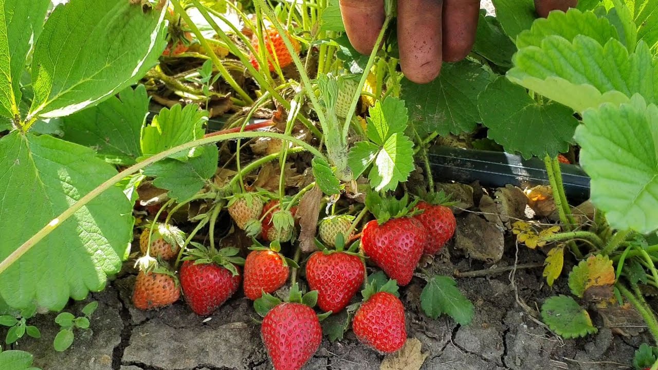 Новинка прошлого года.Ремонтантный сорт клубники Верити (Verity). Один ...