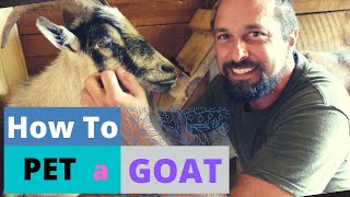 Goat Lover's Guide: Master The Art Of Petting & Essential Care Tips | HappyGoatAdventures.org