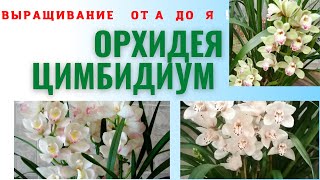 Орхидея Цимбидиум уход и выращивание от А до Я