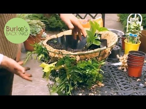 Burke's Backyard, Hanging Fern Basket