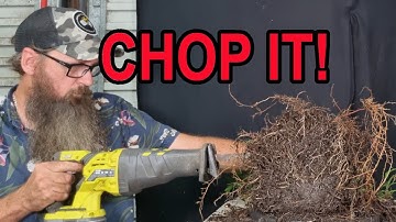 Swamp Cypress gets turned into Bonsai.