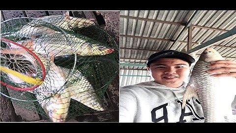 câu cá cóc đêm và cái kết | Nam Phan Vlogs