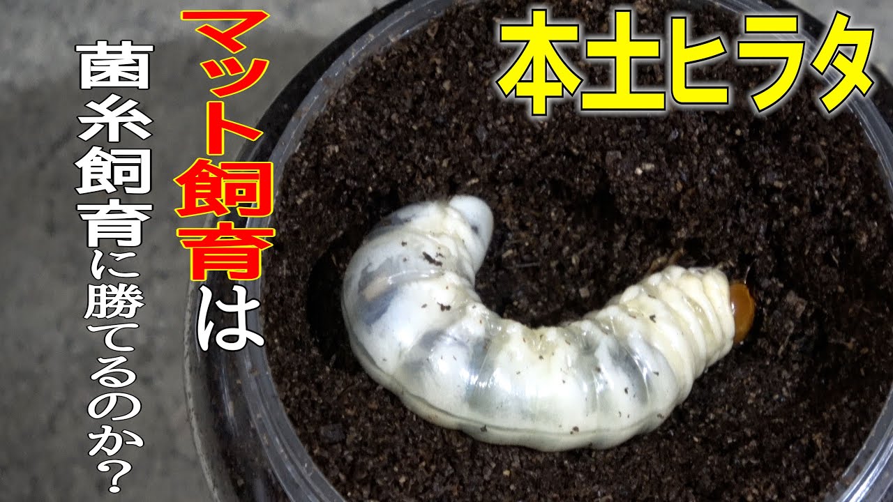 本土ヒラタをマットで育てて菌糸に迫れるのか？