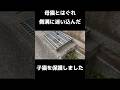 側溝に迷い込んだ子猫を保護しました #子猫 #子猫保護 #cat