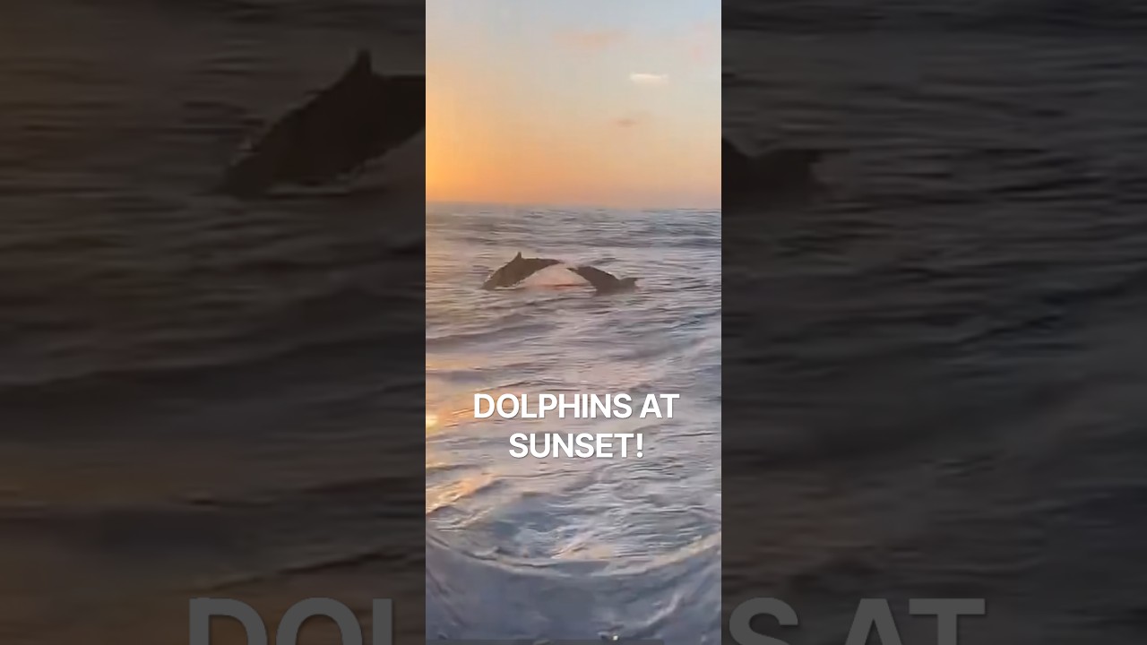 🐬 DOLPHINS BESIDE OUR CRUISE SHIP! 🌅 An Unforgettable Sunset!