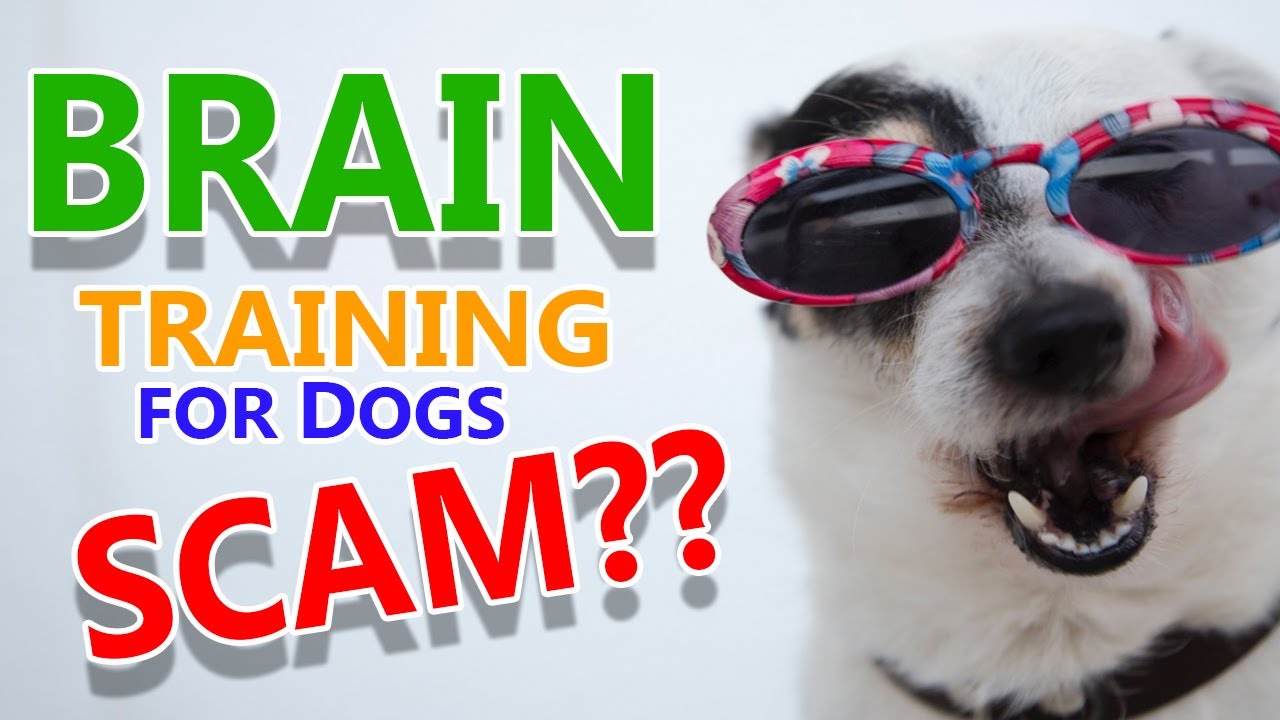 Brain Training For Dogs Review 2020 Is It Just Another Scam? YouTube