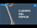 Cuerpo del fémur - Anatomía Fácil | Kenhub