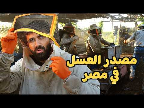 اكتشفت مصدر العسل الطبيعي في مصر