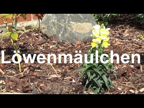 Video: Löwenmaulblume: Aus Samen wachsen, Pflege, Foto