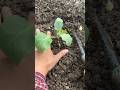 RT mini rotary tillage and ridging all-in one tree 🌲short view#yourubeshortvid#farming101#shortvideo