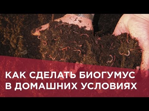 Как сделать биогумус в домашних условиях