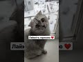 Кіт на підвіконні 🐈 Зимонька зима ❄️ #зима #сніг #кіт