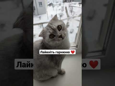 Кіт на підвіконні 🐈 Зимонька зима ❄️ #зима #сніг #кіт - Смотреть видео с Ютуба без ограничений