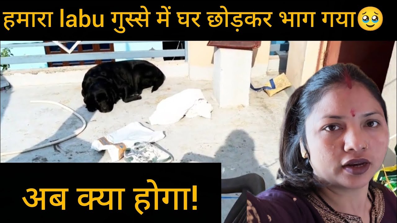||किस वजह से गुस्सा 😡 हुआ labu जो घर वापस नहीं आया||labu के बिना घर सूना 😴 लग रहा हैं||
