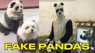 China's Ridiculous Fake Pandas Are Nothing New - Painting Dogs Black and White!