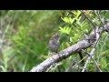 Birding in Florida