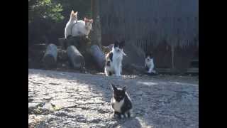 山の案内動画:曽於市財部町溝ノ口の猫たち(13-09-07)