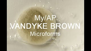 My/AP - Van Dyke Brown Microforms (Microphotographs)