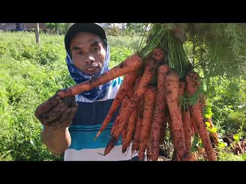 Video: Varietas wortel terbaik untuk Siberia untuk tanah terbuka