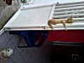 perro que ladra no muerde
