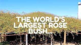 The world's largest RoseBush, Tombstone AZ/What does it looks like//easylifeCuisine Random videos