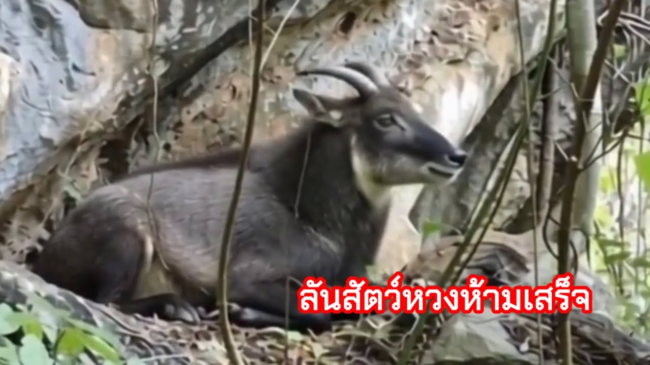 15ธันวาคม 2568พบเจอสัต์วหวงห้าม และ รักศาไว้เป็นธรรชาติ