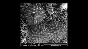 FEI SEM Advanced Techniques: Charging Samples