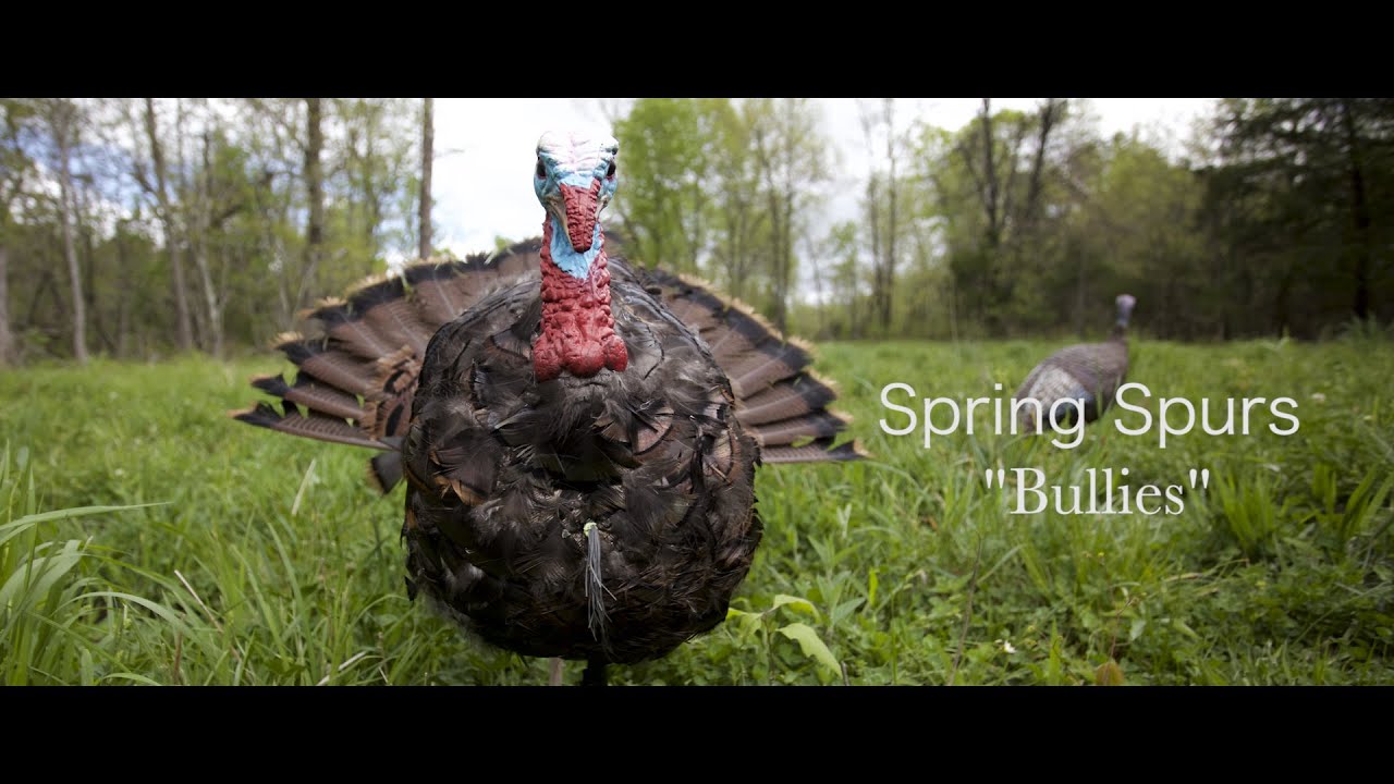 Turkey Fight YouTube