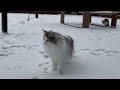 ひゃっほ〜!雪だ!!北欧の猫ノルウェージャンフォレストキャットたちがおおはしゃぎ!!