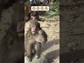 monkey uchhal kud video 🐵 vishram jonwal 😍#monkey new movie #viral movie #lokpriya movie
