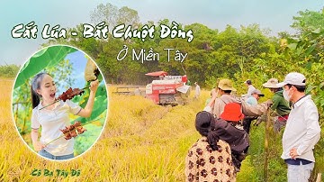 Một Ngày Ra Đồng Cắt Lúa Và Bắt Chuột Ở Miền Tây | Cô Ba Tây Đô