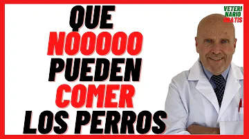 ¿Qué alimentos no pueden comer los perros?