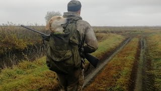 Русский гончак Утёс так выбился из сил на охоте что отказался идти пешком! Юмористическое видео))