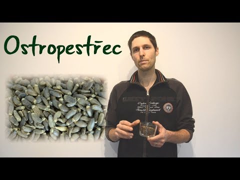 Ostropestřec mariánský (6 min)