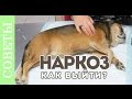 Как выходить из наркоза? Советы ветеринара.