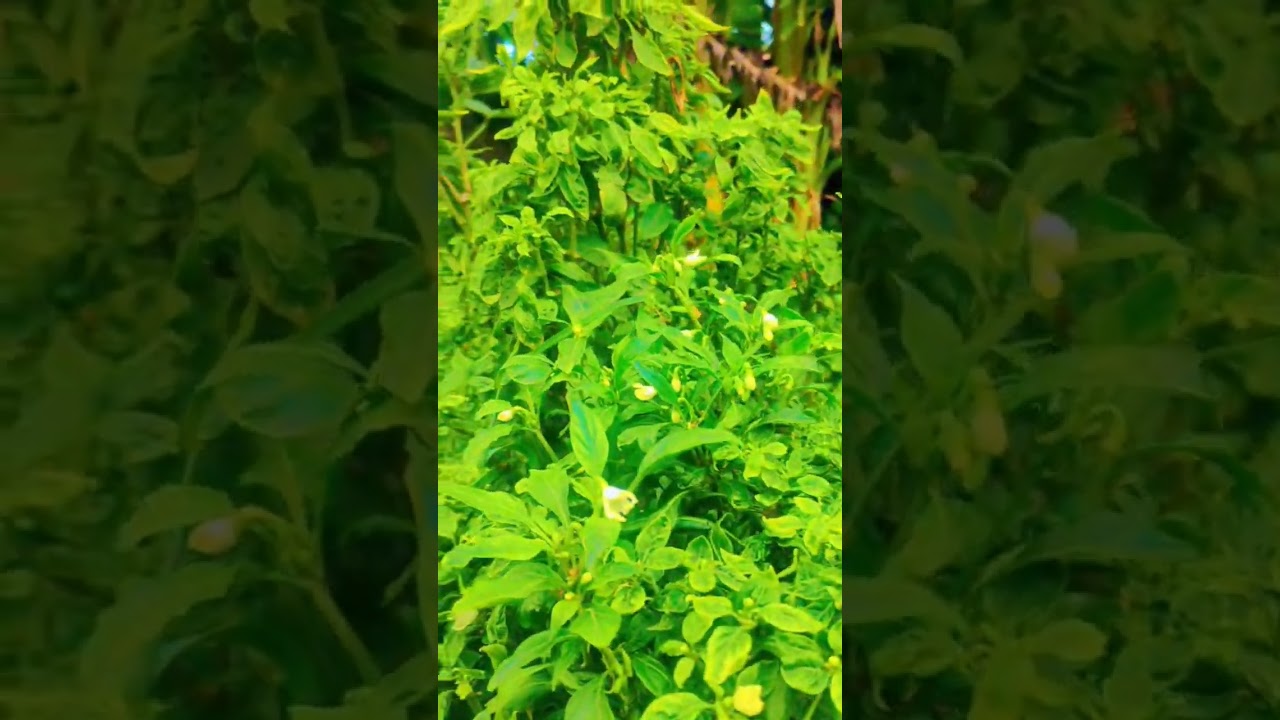 legjobb online casino song bhojpuri sad love army lifeisbutadream tseries 🌹🌹 casino