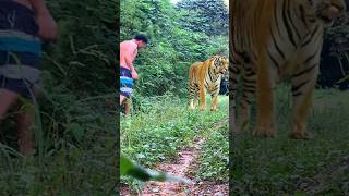 Man meet tiger ? #tiger #preytrestv #lion #animal #tigress #tigers #nature #animals #forest