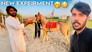 Abdullah Kay Sath Prank  | Ghorda ky Sath New Experiment |