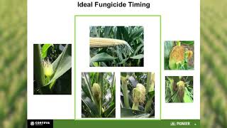 Fungicide recommendations for Corn Silage - The Silage Zone