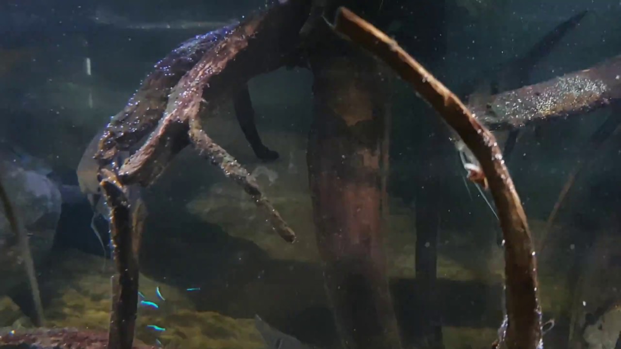 1400 L South America showing Hyphessobrycon erythrostigman dd 3-5-2018