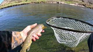 Fly Fishing the Conejos River 🇺🇸