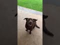 @_milochops_: She Was So Ready 😂 #dog #dogvideos