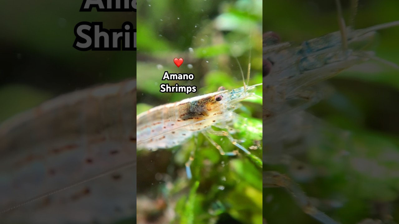Amano shrimps are the best #plantedtanks