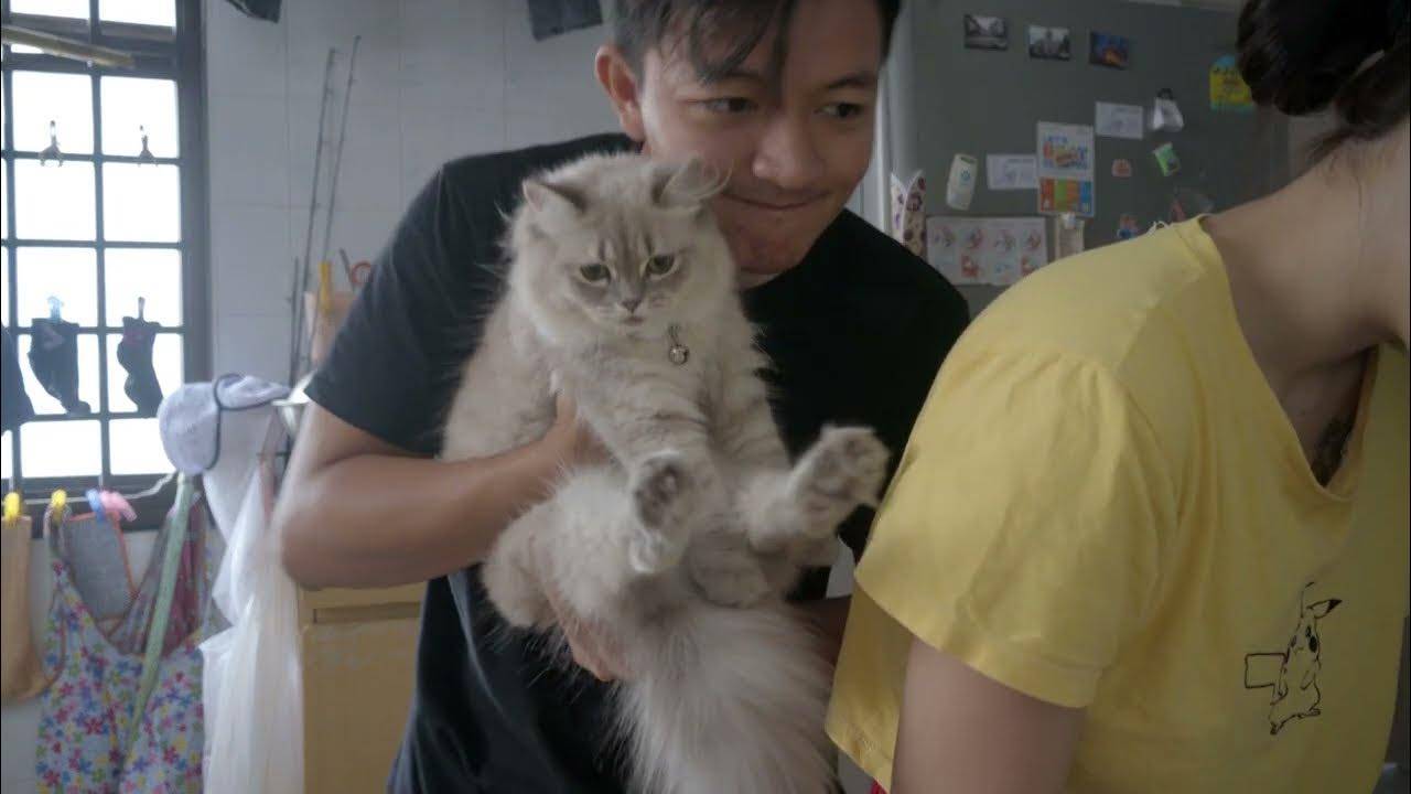 Sending my kitten to the vet / how much does it cost to own a pet in