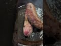 VENISON BACKSTRAPS CASTIRON SKILLET #whitetailhunting
