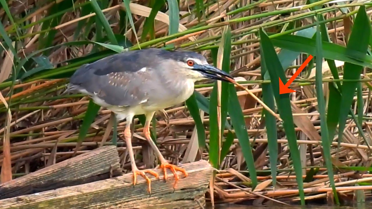 【頭の良すぎる鳥】魚捕りが得意なサギが、さらに道具を持つとこうなる。 - YouTube