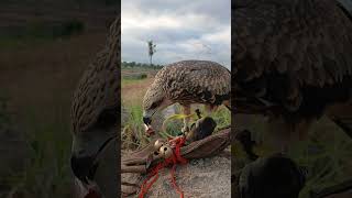 Beautiful Feeding Moment||#Eagle #BirdOfPrey #Birds #Animals #Nature #Fypシ゚viral