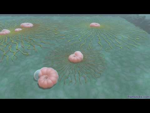 Video: Spiculosifon Oceana (foraminifera) și Afinitatea Sa La Condițiile Intermediare De Stres Din Complexul Hidrotermic Panarea (Marea Mediterană)