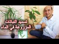 طرق تسميد النباتات المنزلية المزروعة بالماء 